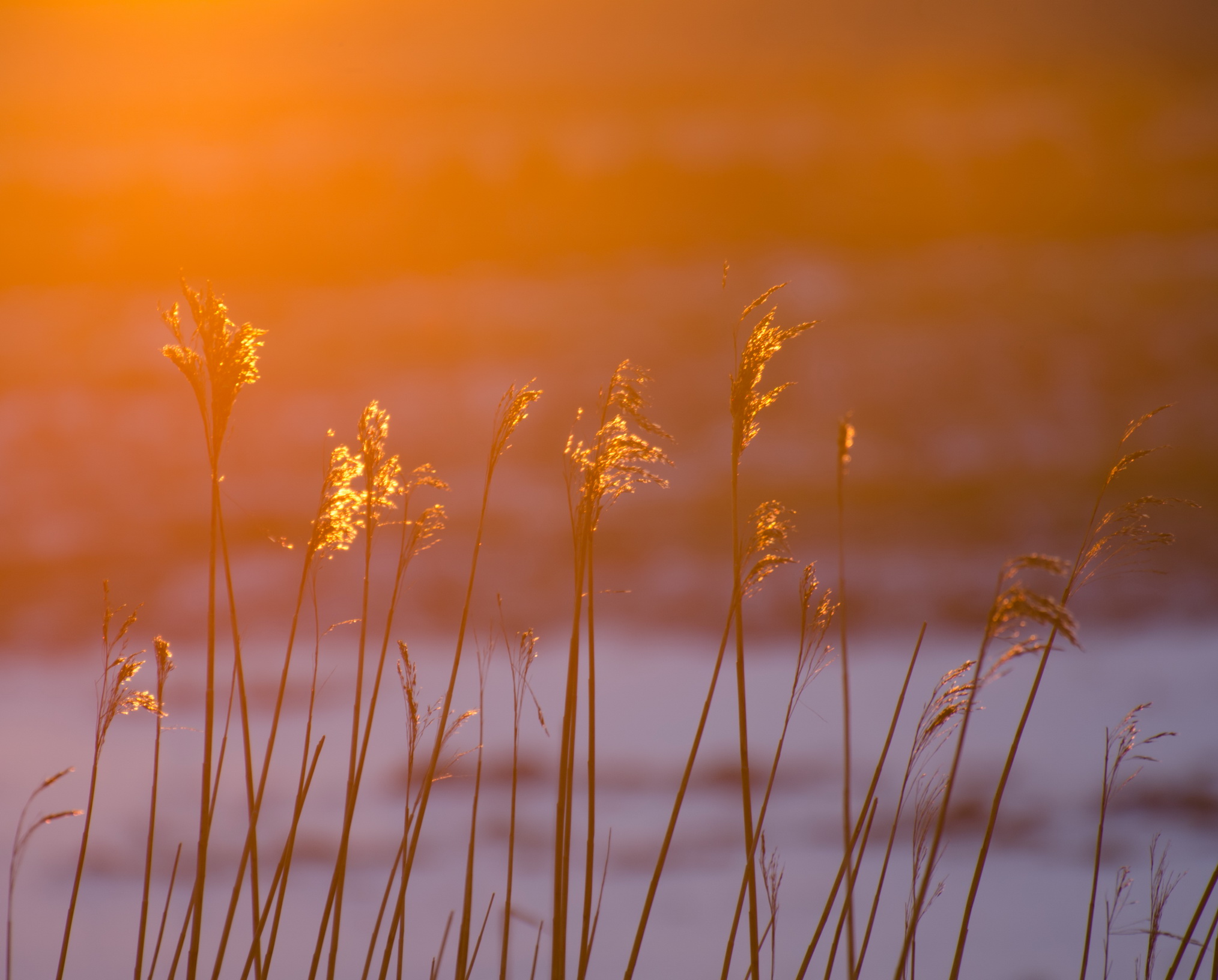 Winter light on marsh grass