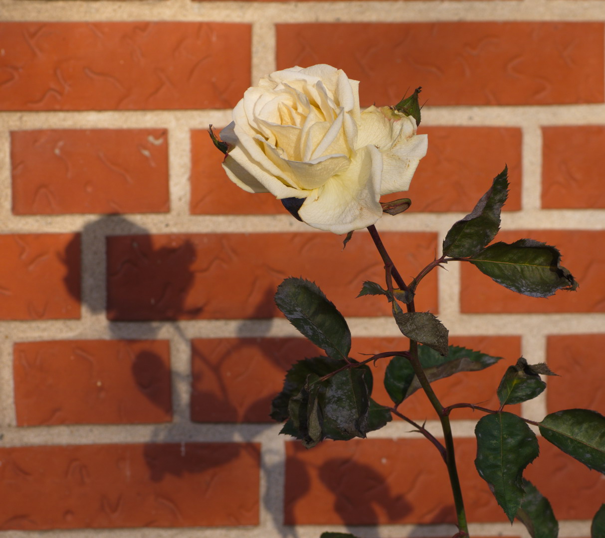 White winter rose