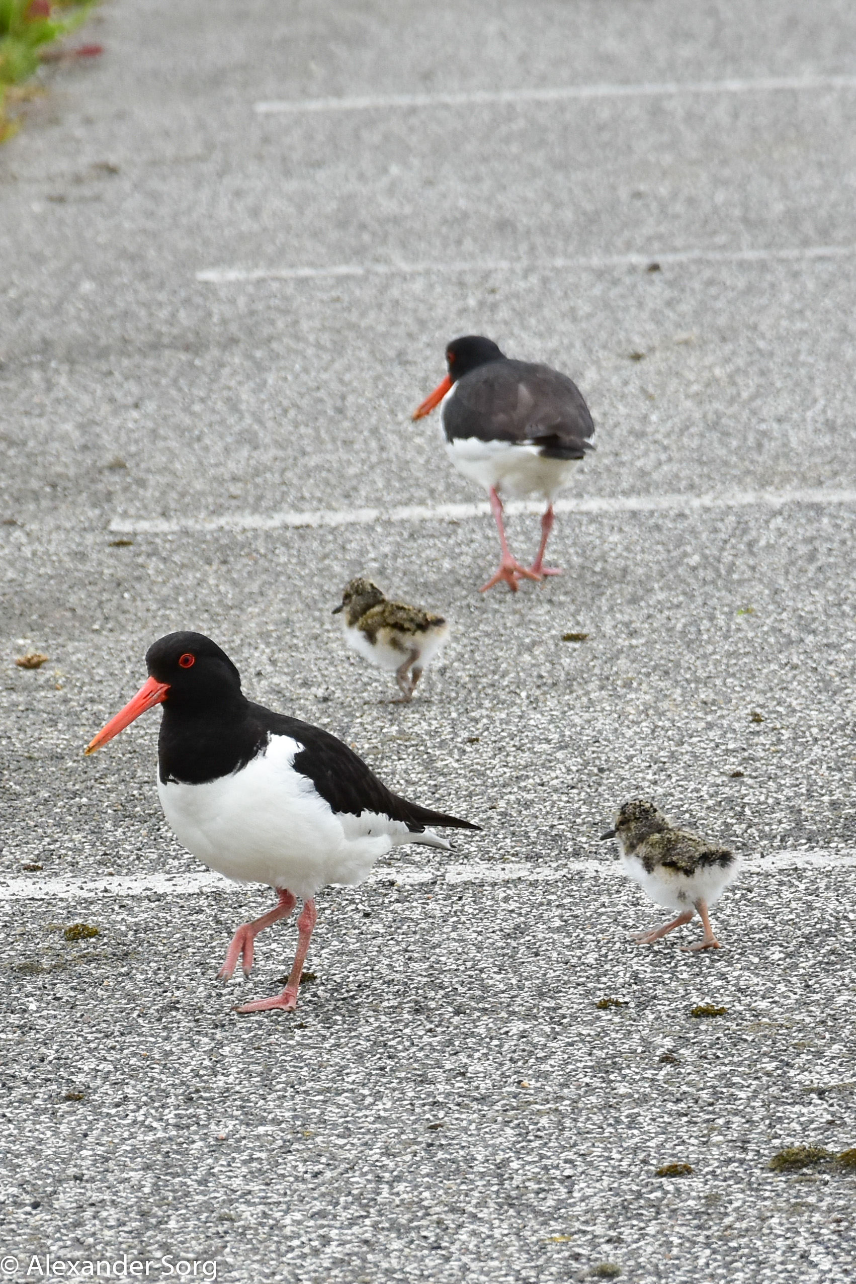Oystercatchers with fledglings