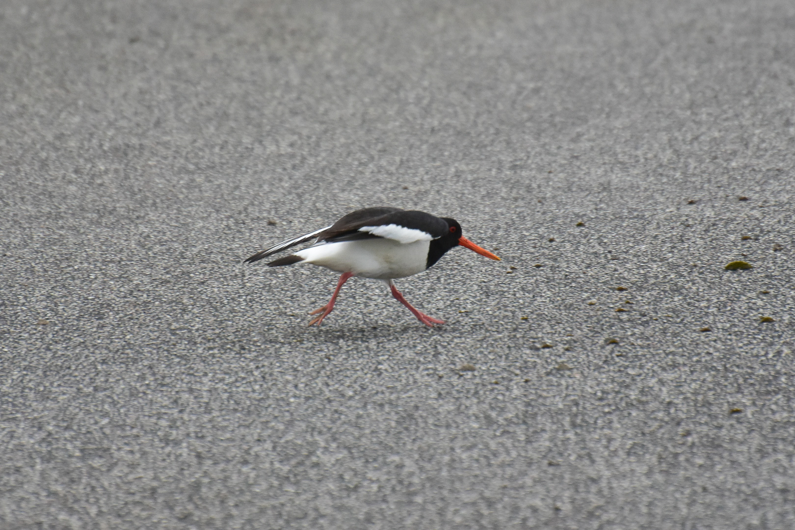 More of the Oystercatchers