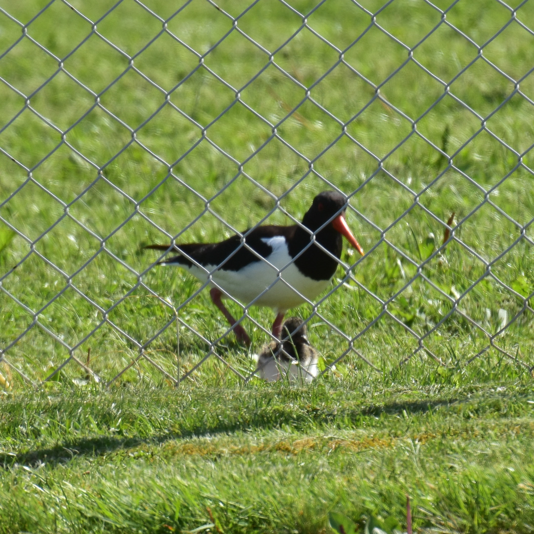 Last sighting of the oystercatchers